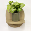 Mini Syngonium White Butterfly & Pot