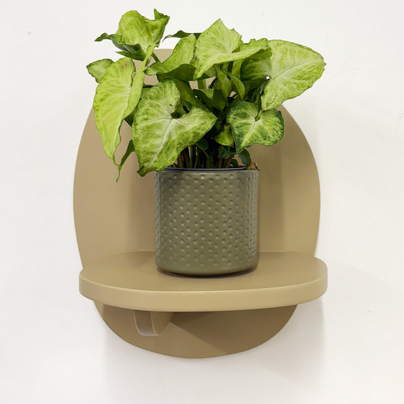Mini Syngonium White Butterfly & Pot