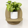 Mini Syngonium White Butterfly & Pot