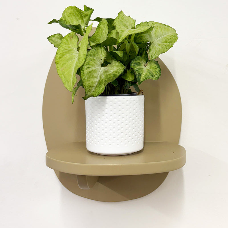 Mini Syngonium White Butterfly & Pot