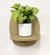 Mini Syngonium White Butterfly & Pot