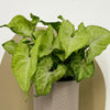Mini Syngonium White Butterfly & Pot