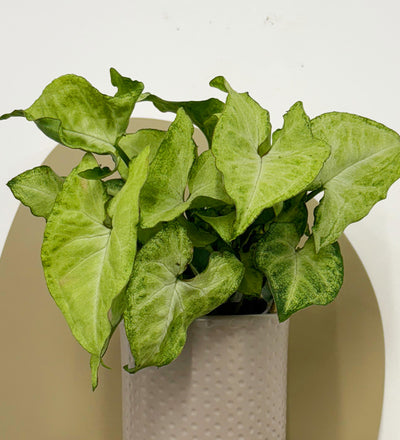 Mini Syngonium White Butterfly & Pot