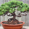 Grow Your Own Bonsai Set