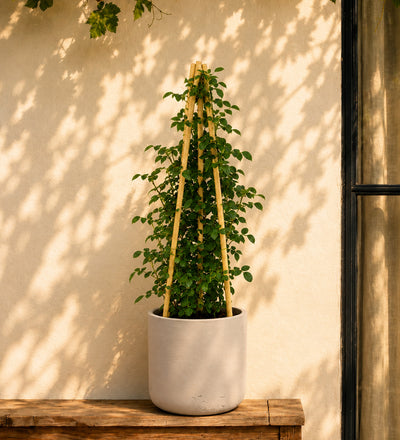 Salmon Rose Plant
