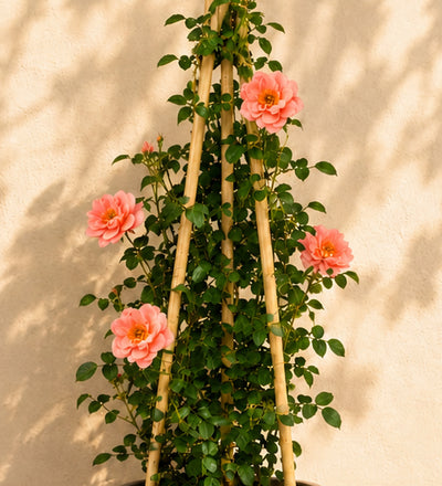 Salmon Rose Plant