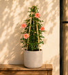 Salmon Rose Plant