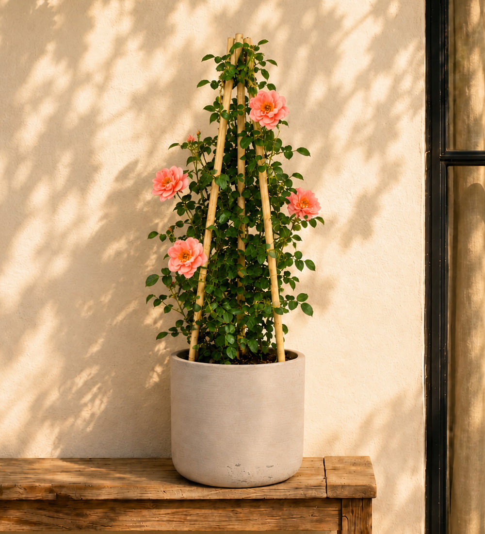Salmon Rose Plant
