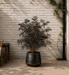Sambucus Black Lace
