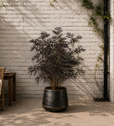 Sambucus Black Lace