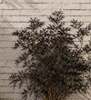 Sambucus Black Lace