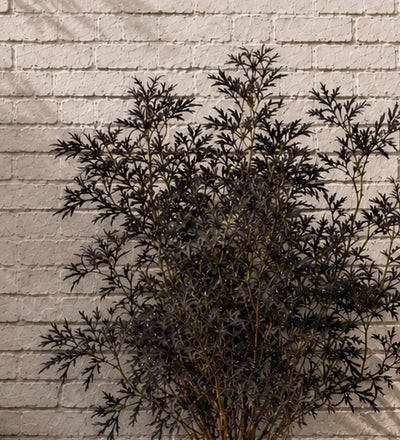 Sambucus Black Lace