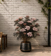 Sambucus Black Lace