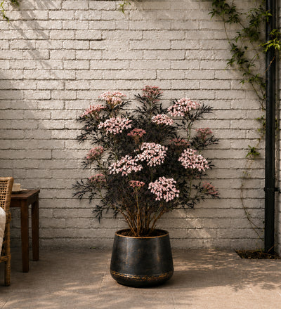 Sambucus Black Lace