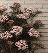 Sambucus Black Lace