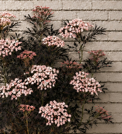 Sambucus Black Lace