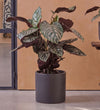 Calathea Sanderiana