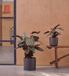 Calathea Sanderiana