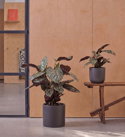 Calathea Sanderiana