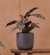 Calathea Sanderiana