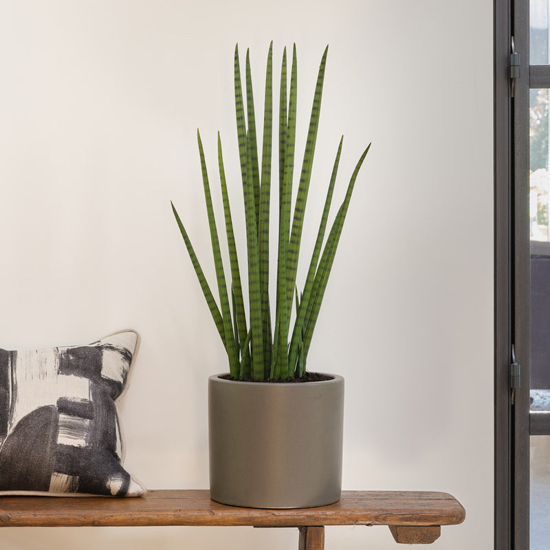 Artificial Sansevieria Cylindrica