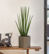 Artificial Sansevieria Cylindrica