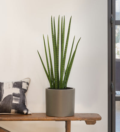 Artificial Sansevieria Cylindrica