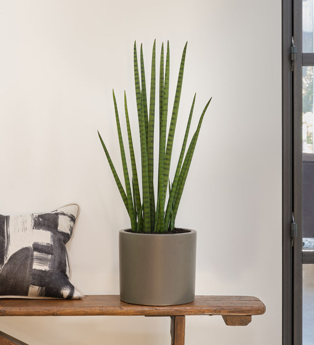 Artificial Sansevieria Cylindrica