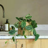 Hanging Plant Bundle