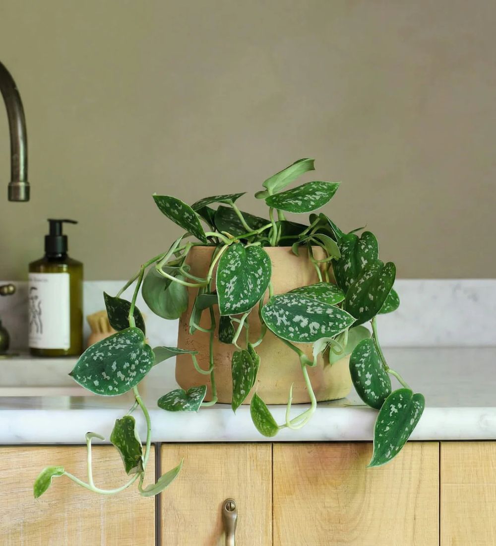 Satin Pothos