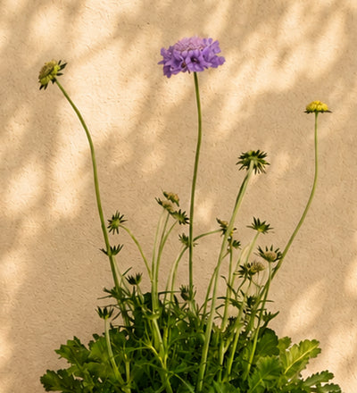 Scabiosa