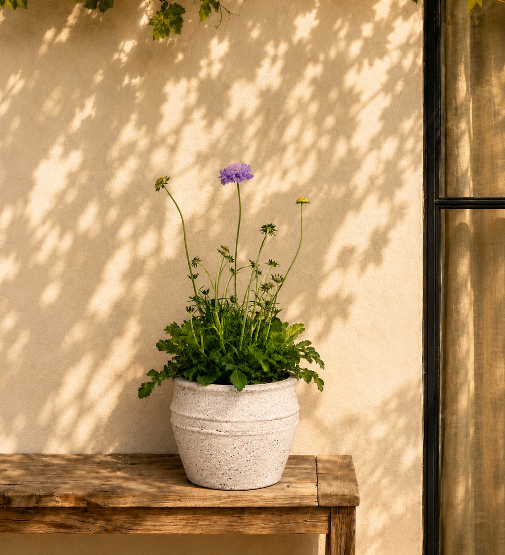 Scabiosa