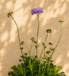 Trio of Scabiosa