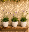 Trio of Scabiosa