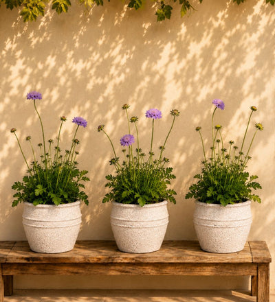 Trio of Scabiosa