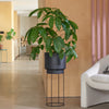 Schefflera Amata