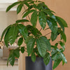 Schefflera Amata