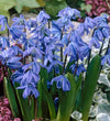 Siberian Squill Bulbs
