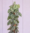 Close-up of Scindapsus Trebie silvery patterned leaves