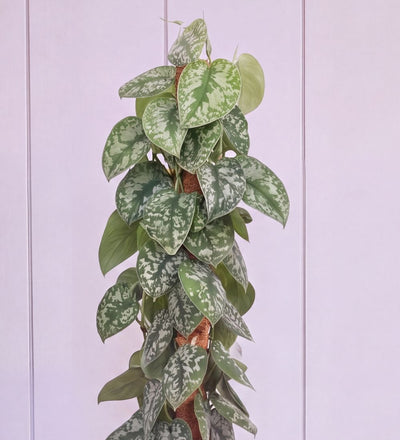 Close-up of Scindapsus Trebie silvery patterned leaves
