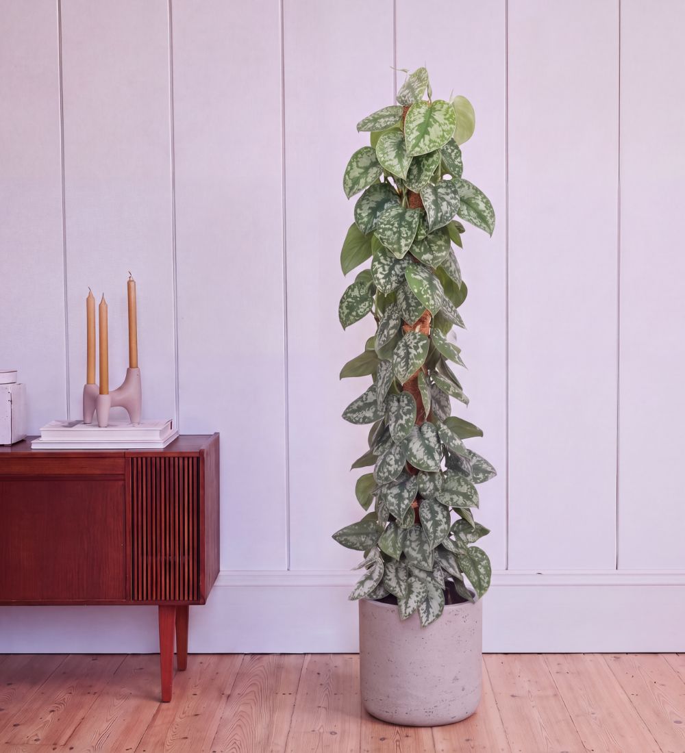 Scindapsus Trebie trained up a moss pole, 140-150cm tall, in a concrete pot beside a sideboard