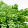 Sedum Burro's Tail