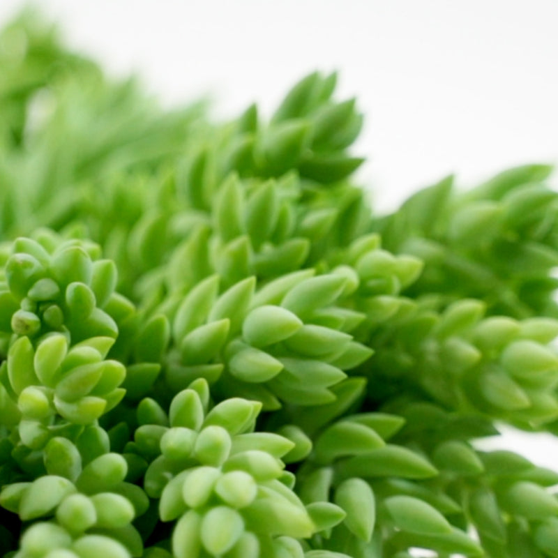 Sedum Burro's Tail