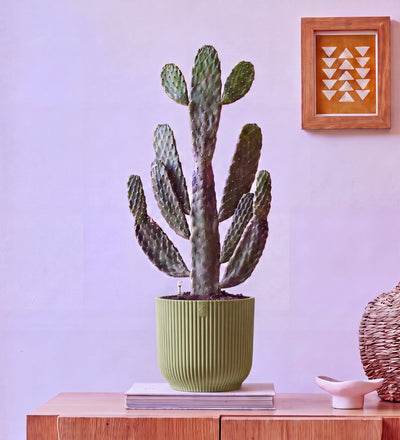 Cowboy Cactus in Self-watering Pot