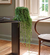 String of Pearls