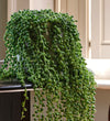 String of Pearls