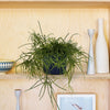 Houseplant Subscription