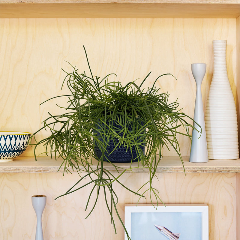 Houseplant Subscription
