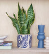 Snake Plant & Pot