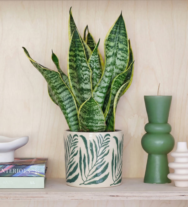 New In Indoor Plants